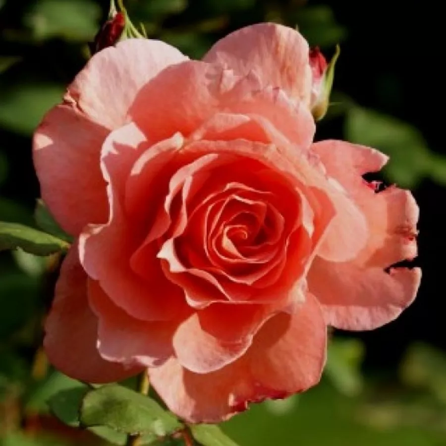 Roza-oranžna - Roza - Institut Lumière - vrtnice - proizvodnja in spletna prodaja sadik