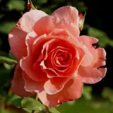 Nosztalgia rózsa - diszkrét illatú rózsa - ibolya aromájú - kertészeti webáruház - Rosa Institut Lumière - rózsaszín - narancssárga