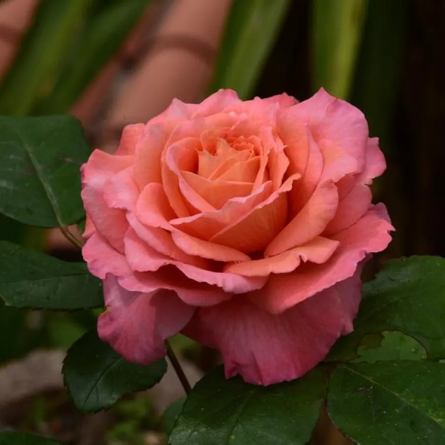 Nostalgična vrtnica - Roza - Institut Lumière - vrtnice - proizvodnja in spletna prodaja sadik