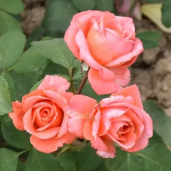 Rosa Institut Lumière - roza-oranžna - nostalgična vrtnica