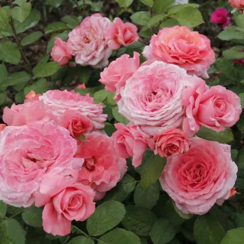 Rosa - orange farbton - nostalgische rose - rose mit diskretem duft - violett-aroma