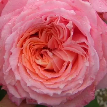 Rosen online kaufen - rózsaszín - narancssárga - nosztalgia rózsa - diszkrét illatú rózsa - Institut Lumière - (90-100 cm)