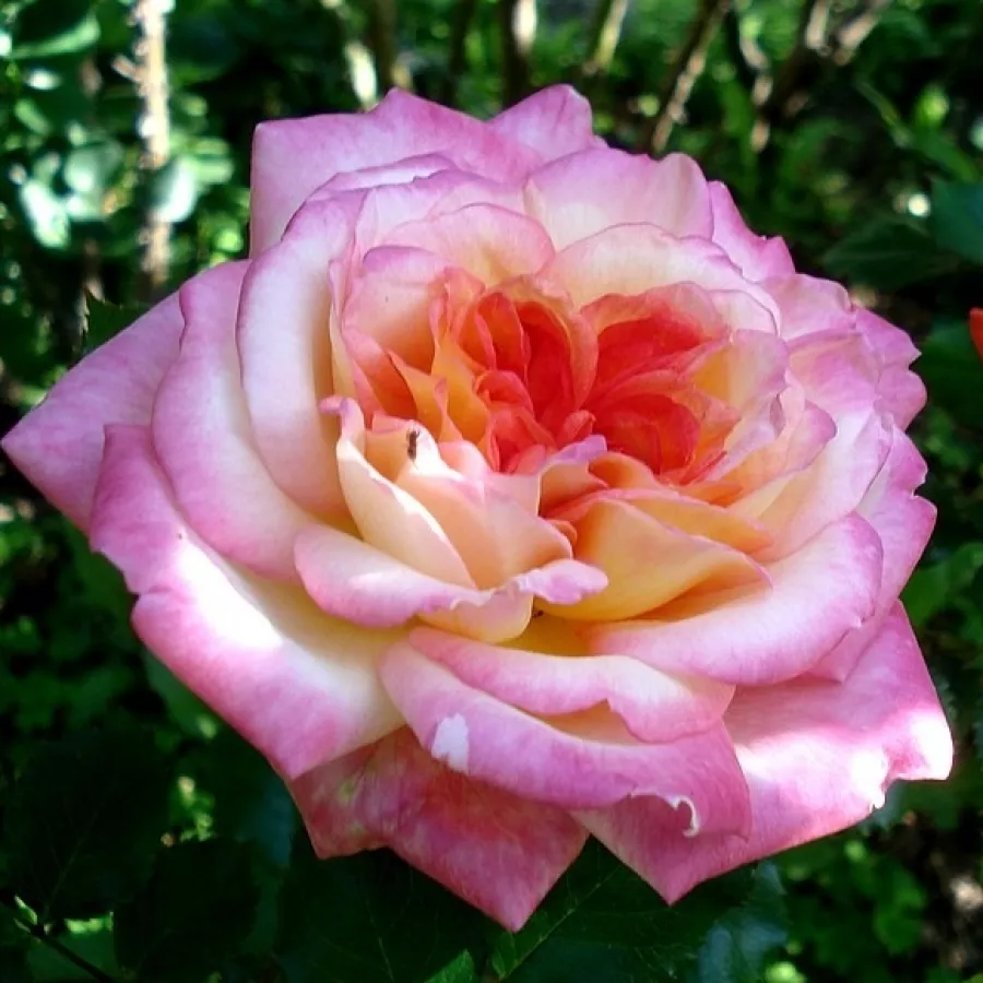 žuto - ružičasta - Ruža - Laurent Voulzy - naručivanje i isporuka ruža