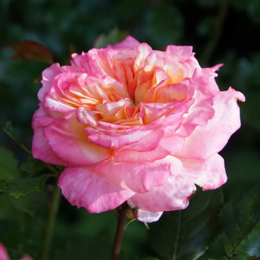 Vrtnica grandiflora - floribunda za cvetlično gredo - Roza - Laurent Voulzy - vrtnice online