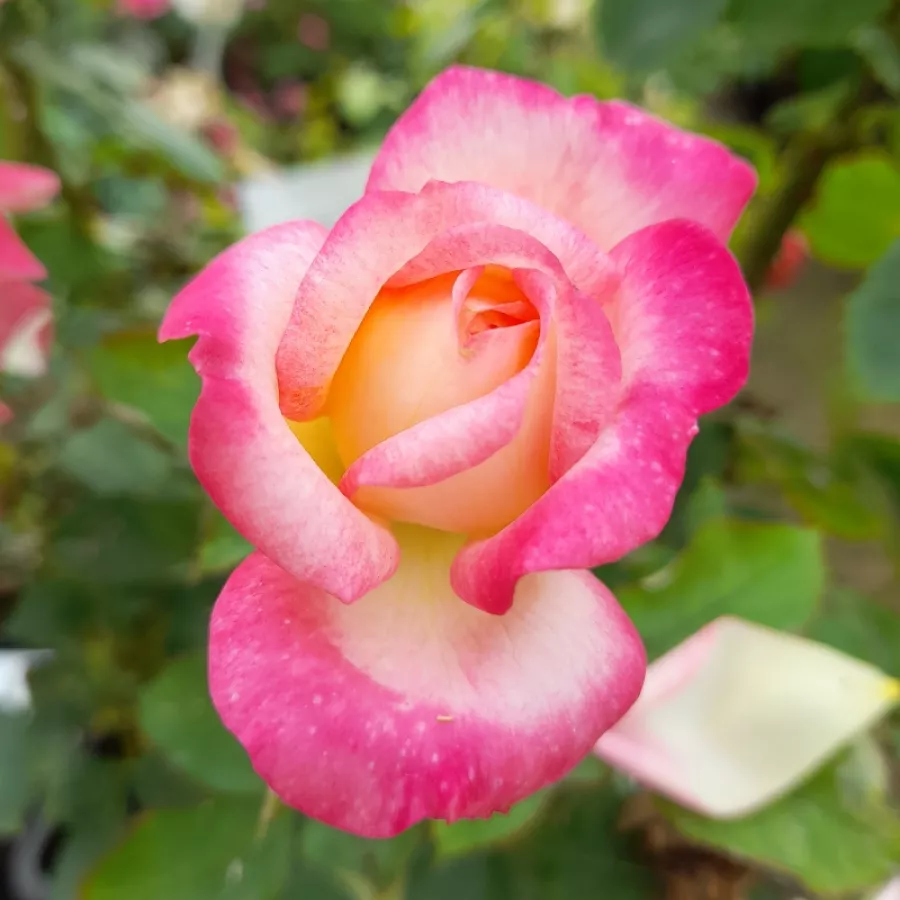 Schalenförmig - Rosen - Laurent Voulzy - rosen onlineversand