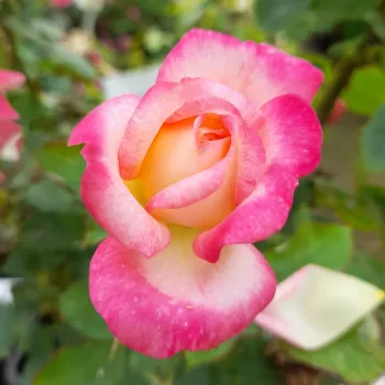 Rosa Laurent Voulzy - sárga - rózsaszín - virágágyi grandiflora - floribunda rózsa