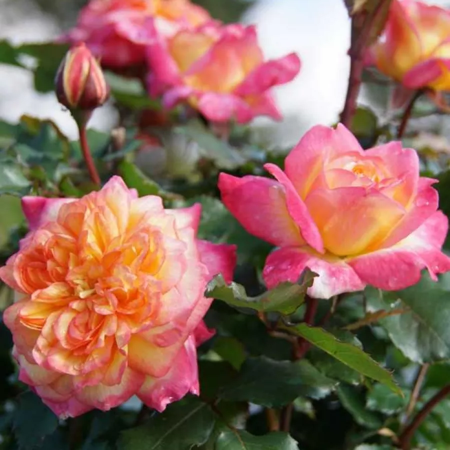 MNOGOCVETNE (GREDNE) VRTNICE - Roza - Laurent Voulzy - vrtnice - proizvodnja in spletna prodaja sadik