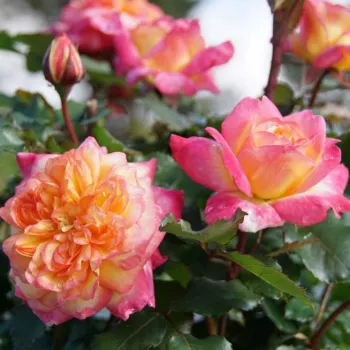 Żółty - różowy skraj płatków - róża rabatowa grandiflora - floribunda - róża o intensywnym zapachu - -