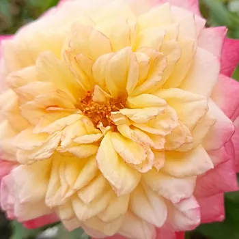 Rosen-webshop - virágágyi grandiflora - floribunda rózsa - intenzív illatú rózsa - Laurent Voulzy - sárga - rózsaszín - (90-100 cm)
