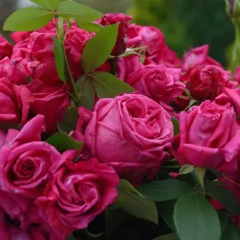 Tiefes, samtiges Fuchsia-Rot dominiert. - beet-strauchrose - sehr stark duftende, aus der ferne wahrnehmbare rose - frisch, fruchtig-zitrisch