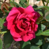 Ruža floribunda za gredice - ruža intenzivnog mirisa - - - sadnice ruža - proizvodnja i prodaja sadnica - Rosa Harald Wohlfahrt - jarko crvena