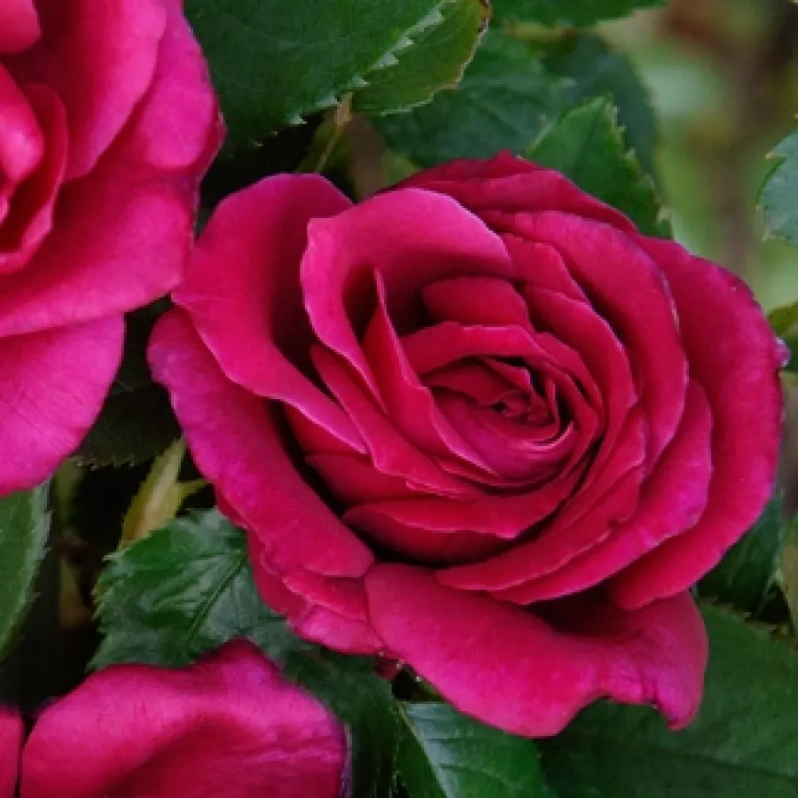 Vrtnica floribunda za cvetlično gredo - Roza - Harald Wohlfahrt - vrtnice - proizvodnja in spletna prodaja sadik