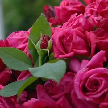 Rosa Harald Wohlfahrt - rdeča - vrtnica floribunda za cvetlično gredo