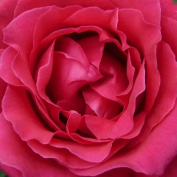 Rózsa kertészet - vörös - virágágyi floribunda rózsa - intenzív illatú rózsa - Harald Wohlfahrt - (60-80 cm)