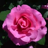 Hibridna čajevka - ruža intenzivnog mirisa - slatka aroma - sadnice ruža - proizvodnja i prodaja sadnica - Rosa Meizeli - ružičasta
