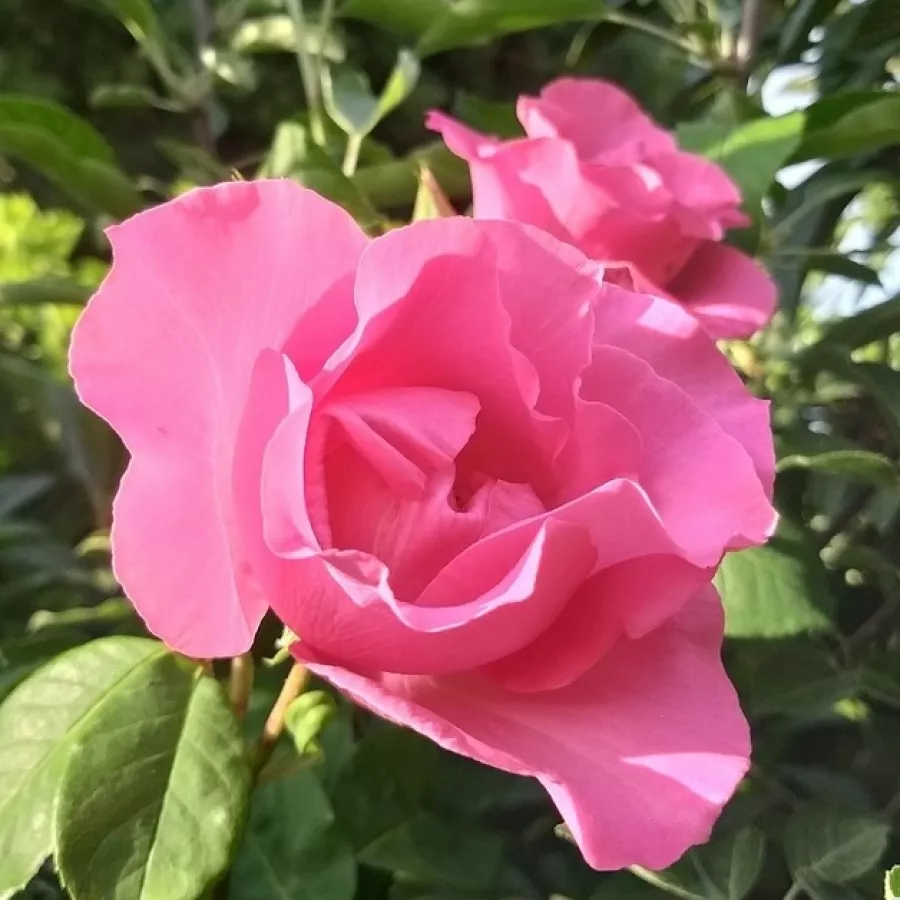 Hybrydowa róża herbaciana - Róża - Meizeli - sadzonki róż sklep internetowy - online
