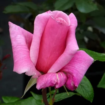 Rosa Meizeli - roza - vrtnice čajevke