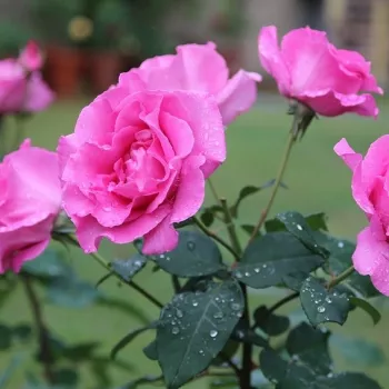 Sötétrózsaszín - teahibrid rózsa - intenzív illatú rózsa - édes aromájú