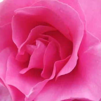 Online rózsa kertészet - teahibrid rózsa - intenzív illatú rózsa - Meizeli - rózsaszín - (100-110 cm)