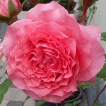 Rózsa kertészet - korallrózsaszín - erős, hosszan megmaradó illatú rózsa - Corona - teahibrid rózsa - (90-130 cm)