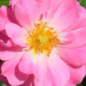 Online rózsa vásárlás - magenta rózsaszín - enyhe, visszafogott illatú rózsa - Magic Meillandecor - talajtakaró rózsa - (45-80 cm)
