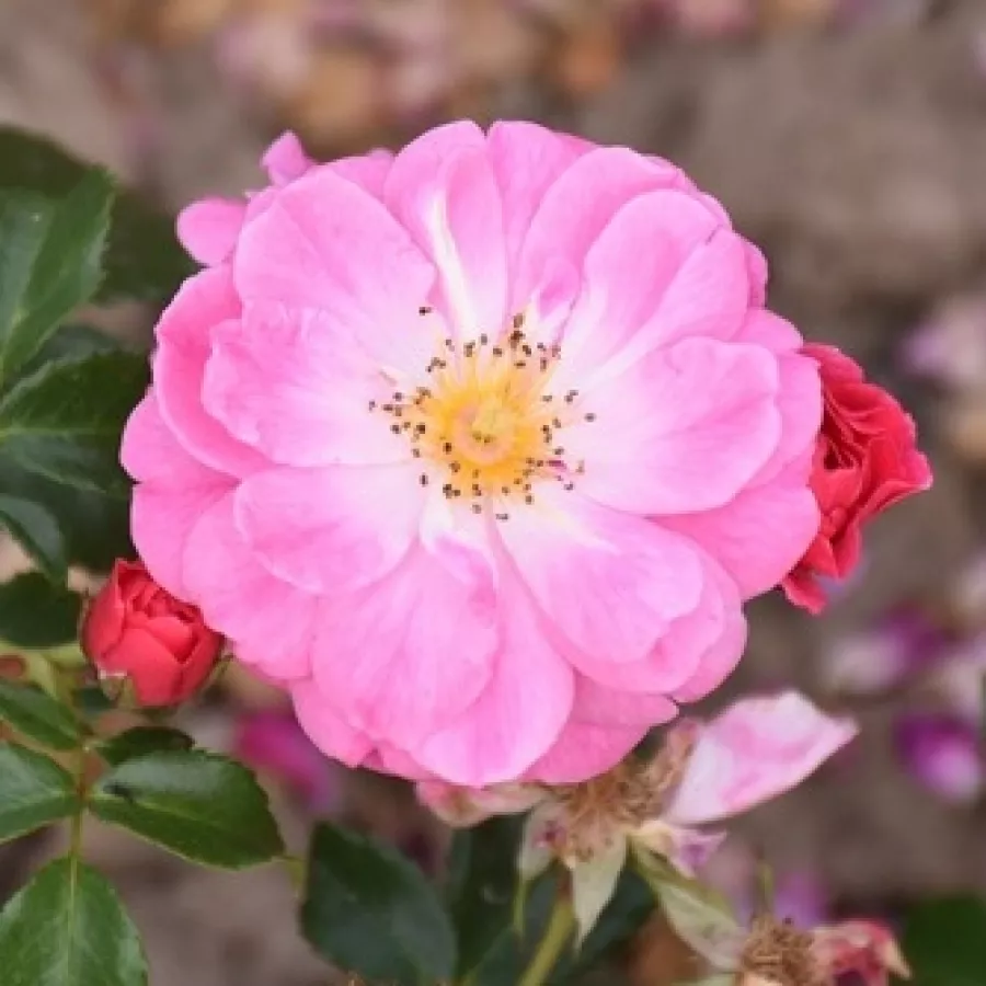 Ruža diskretnog mirisa - Ruža - Magic Meillandecor - sadnice ruža - proizvodnja i prodaja sadnica