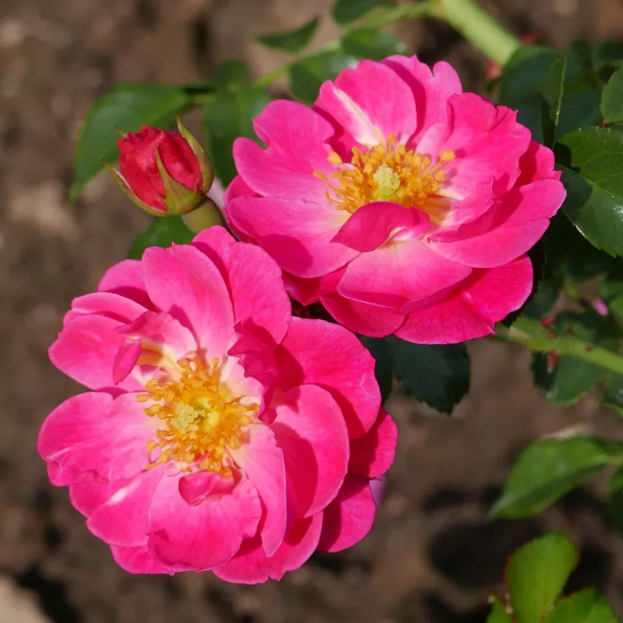 Róża okrywowa - Róża - Magic Meillandecor - sadzonki róż sklep internetowy - online