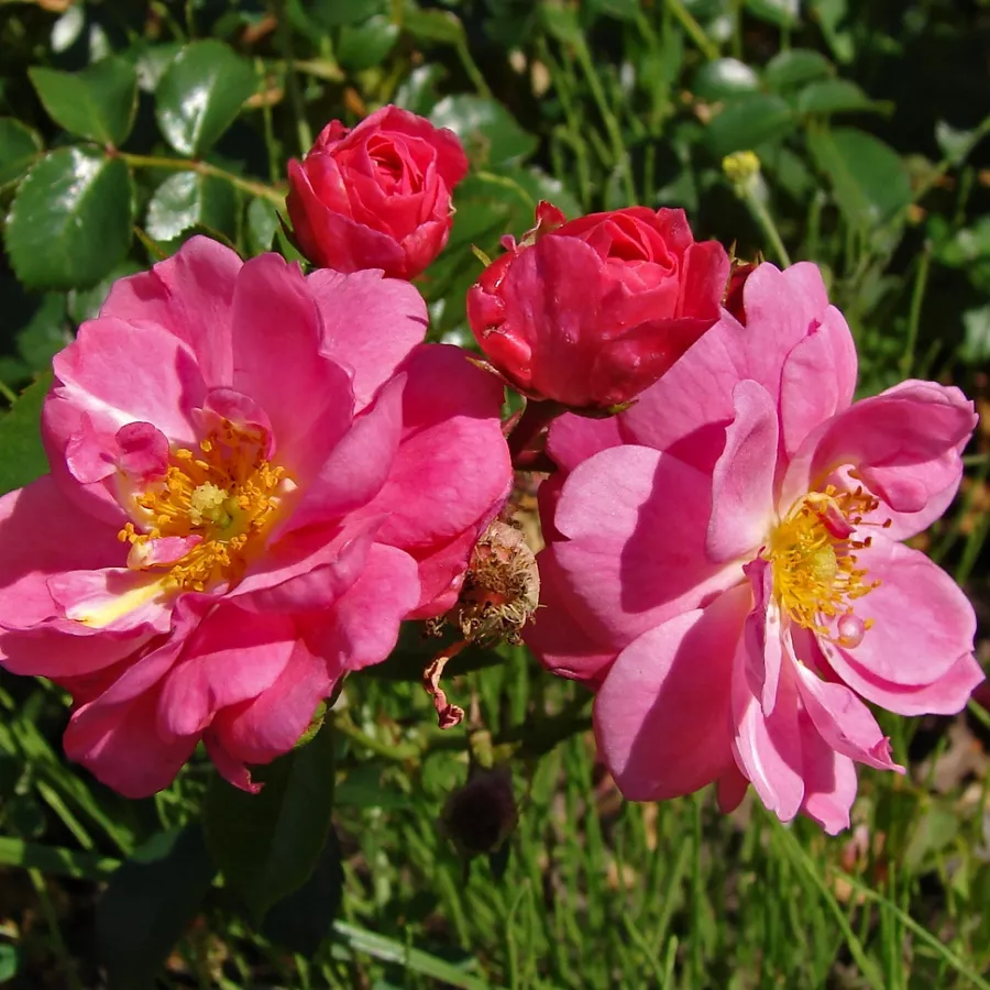 Ploščata - Roza - Magic Meillandecor - vrtnice online