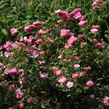 Magenta - talajtakaró rózsa - diszkrét illatú rózsa - -