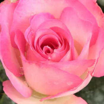 Rózsa rendelés online - rózsaszín - virágágyi floribunda rózsa - Bordure Rose™ - diszkrét illatú rózsa - fahéj aromájú - (80-90 cm)