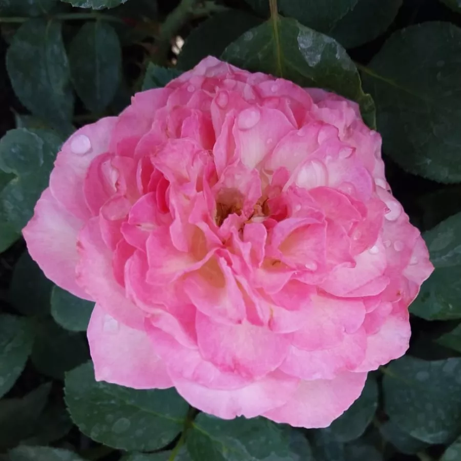 Virágágyi floribunda rózsa - Rózsa - Bordure Rose™ - Online rózsa rendelés