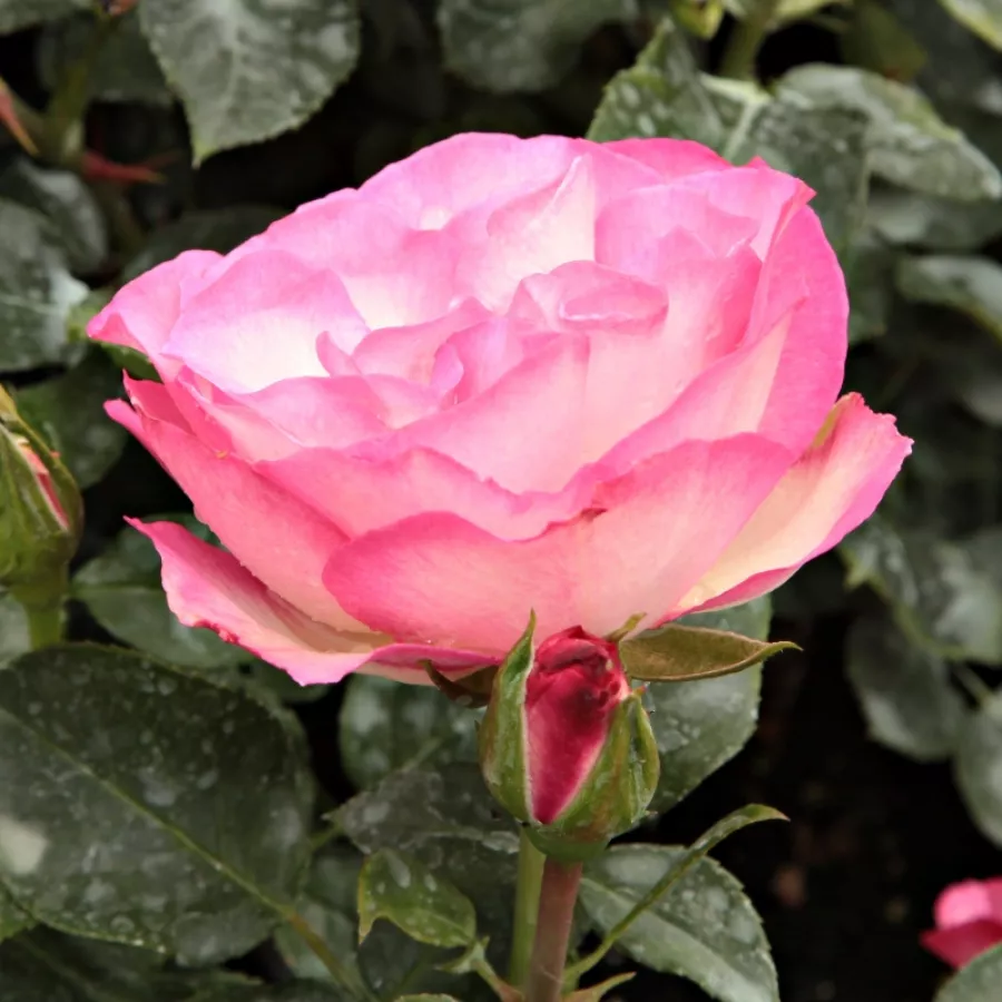 Roz - Trandafiri - Bordure Rose™ - Trandafiri online