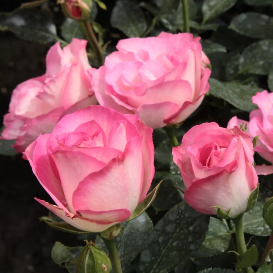 Diskreten vonj vrtnice - Roza - Bordure Rose™ - Na spletni nakup vrtnice