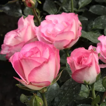 Rosa Bordure Rose™ - ružičasta - Floribunda ruže