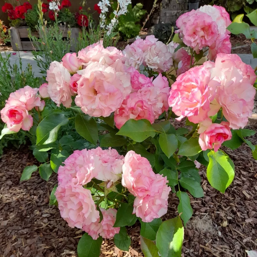 DELbara - Roza - Bordure Rose™ - Na spletni nakup vrtnice