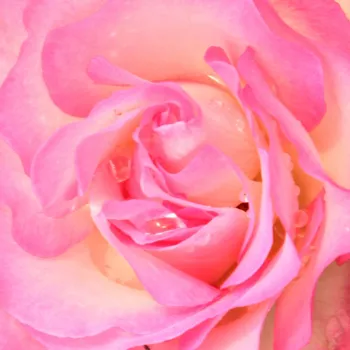 Ružová - školka - eshop  - záhonová ruža - floribunda - ružová - mierna vôňa ruží - škorica - Bordure Rose™ - (80-90 cm)