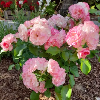 Fehér - rózsaszín sziromszél - magastörzsű rózsa - csokros virágú