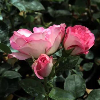 Rosa Bordure Rose™ - růžová - stromkové růže - Stromkové růže, květy kvetou ve skupinkách