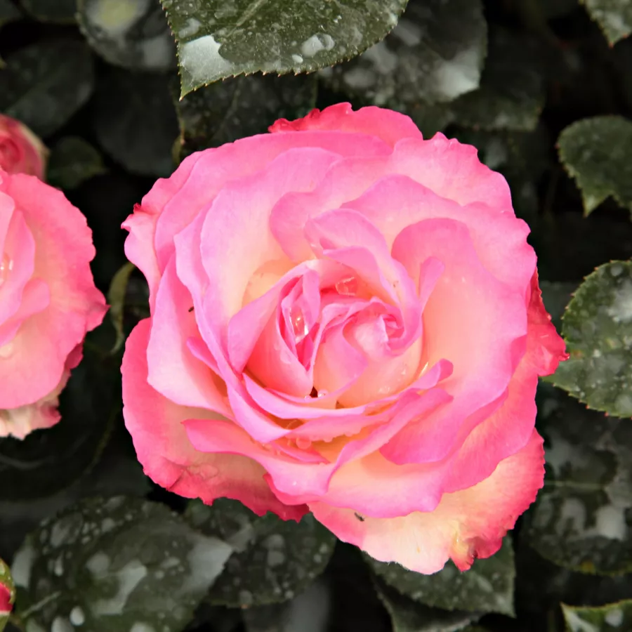 Diszkrét illatú rózsa - Rózsa - Bordure Rose™ - kertészeti webáruház