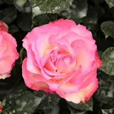 Rosiers polyantha - Rosa Bordure Rose™ - rose - rosier en ligne pépinières - parfum discret