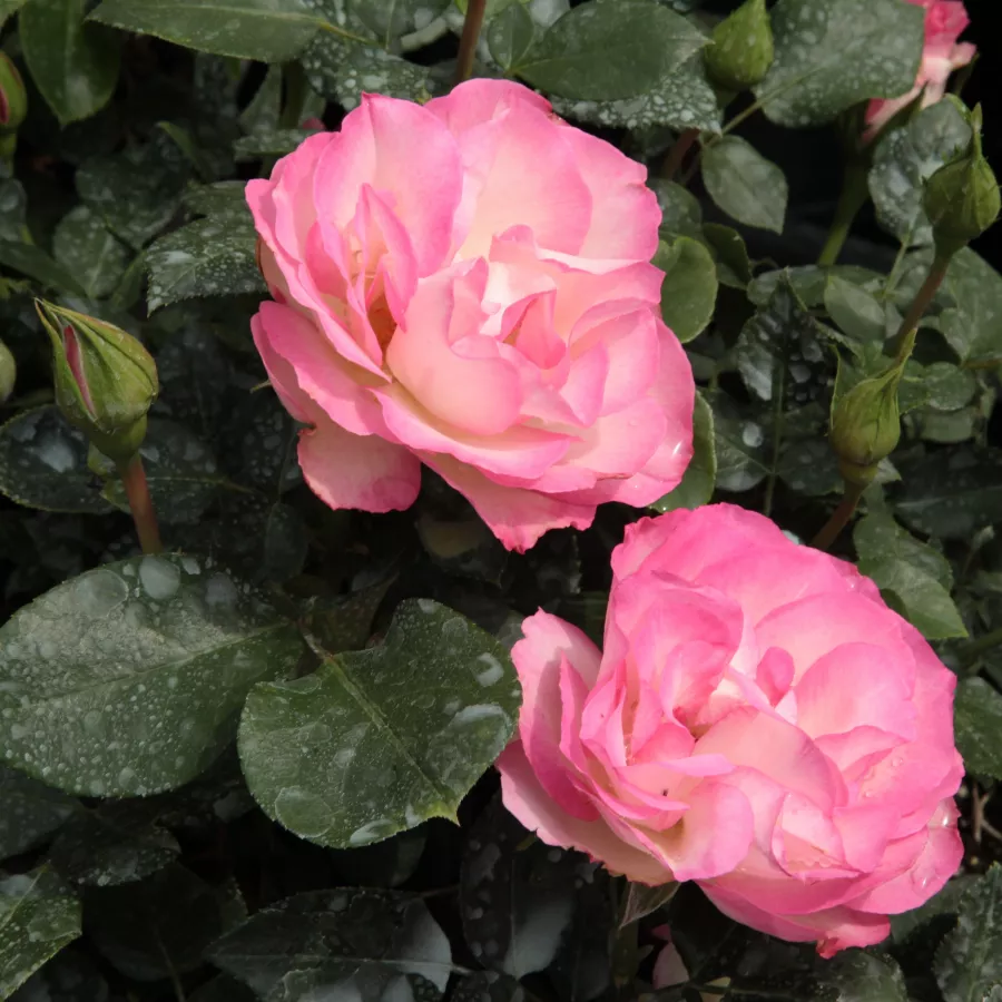 Virágágyi floribunda rózsa - Rózsa - Bordure Rose™ - kertészeti webáruház