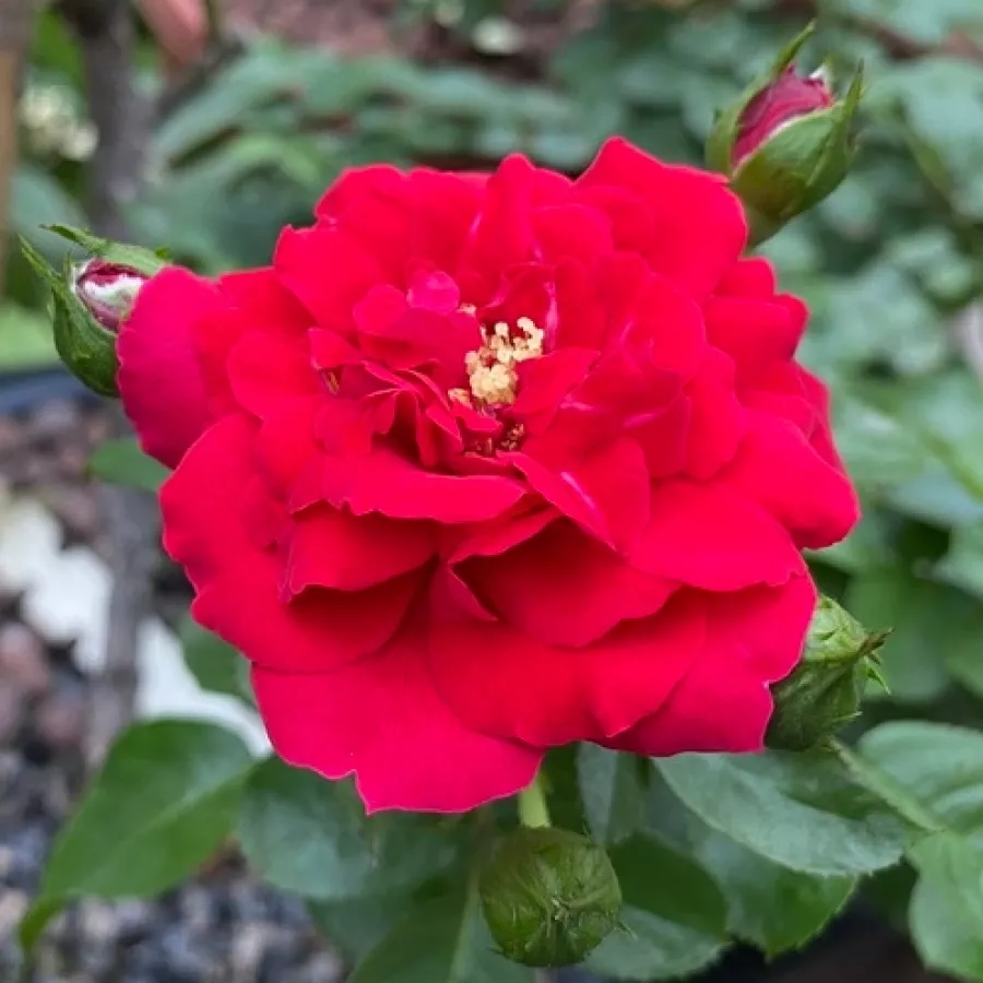 Jarko crvena - Ruža - Meicoloss - naručivanje i isporuka ruža