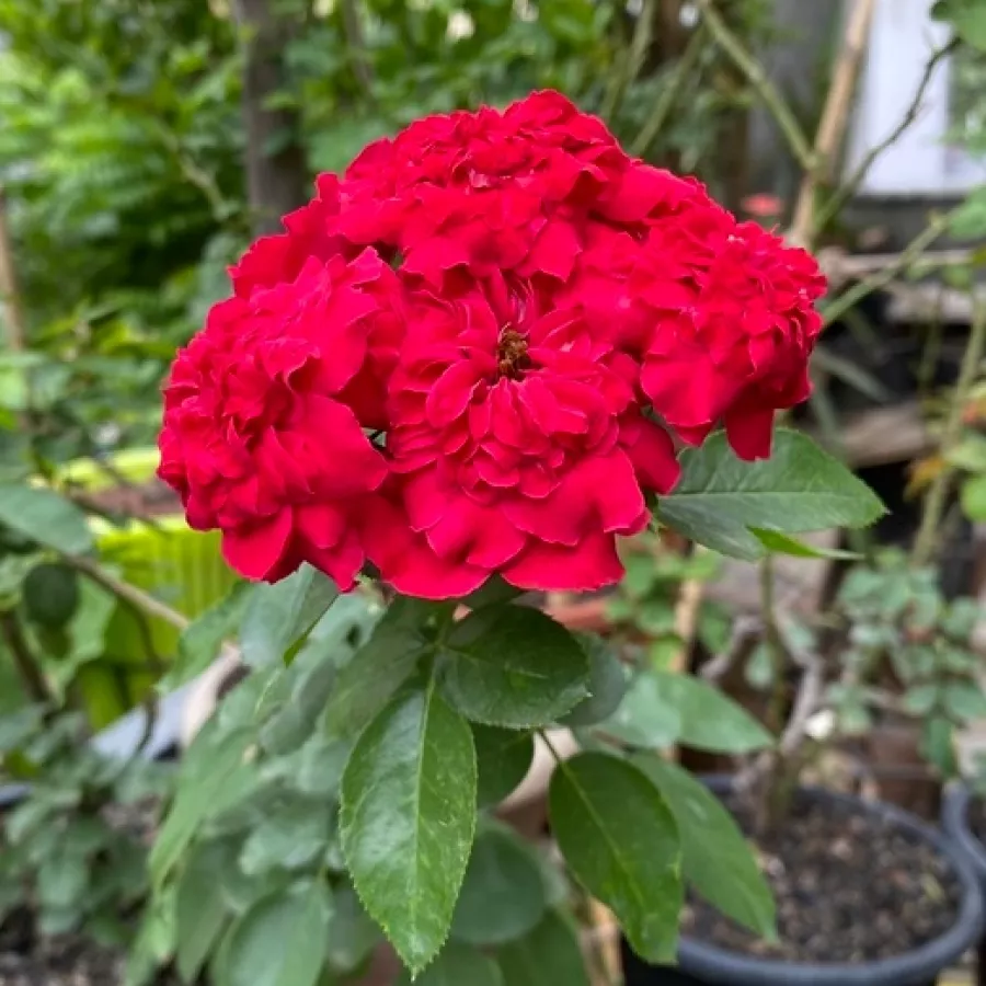Róża parkowa - Róża - Meicoloss - sadzonki róż sklep internetowy - online