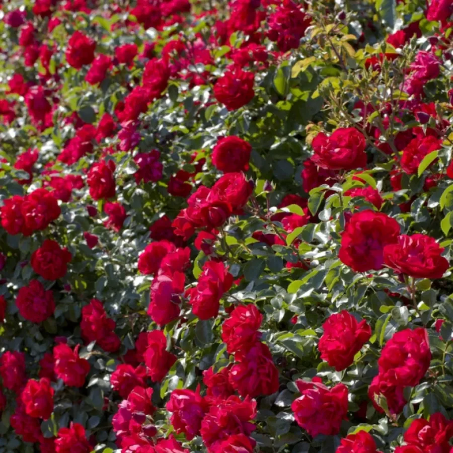 Rose ohne duft - Rosen - Meicoloss - rosen online kaufen