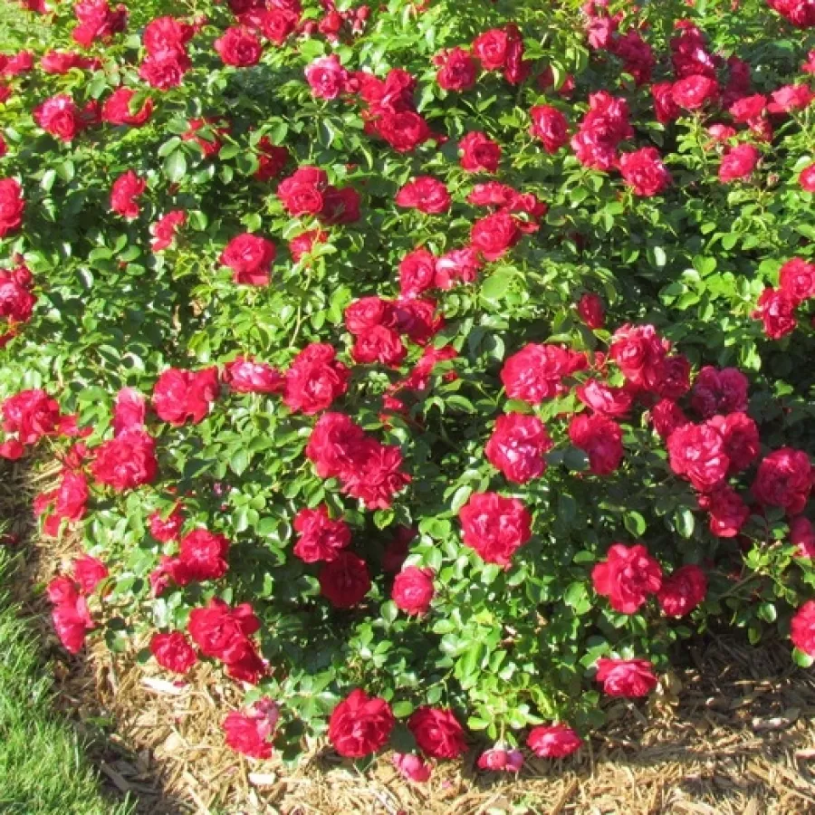Telt virágú - Rózsa - Meicoloss - online rózsa vásárlás