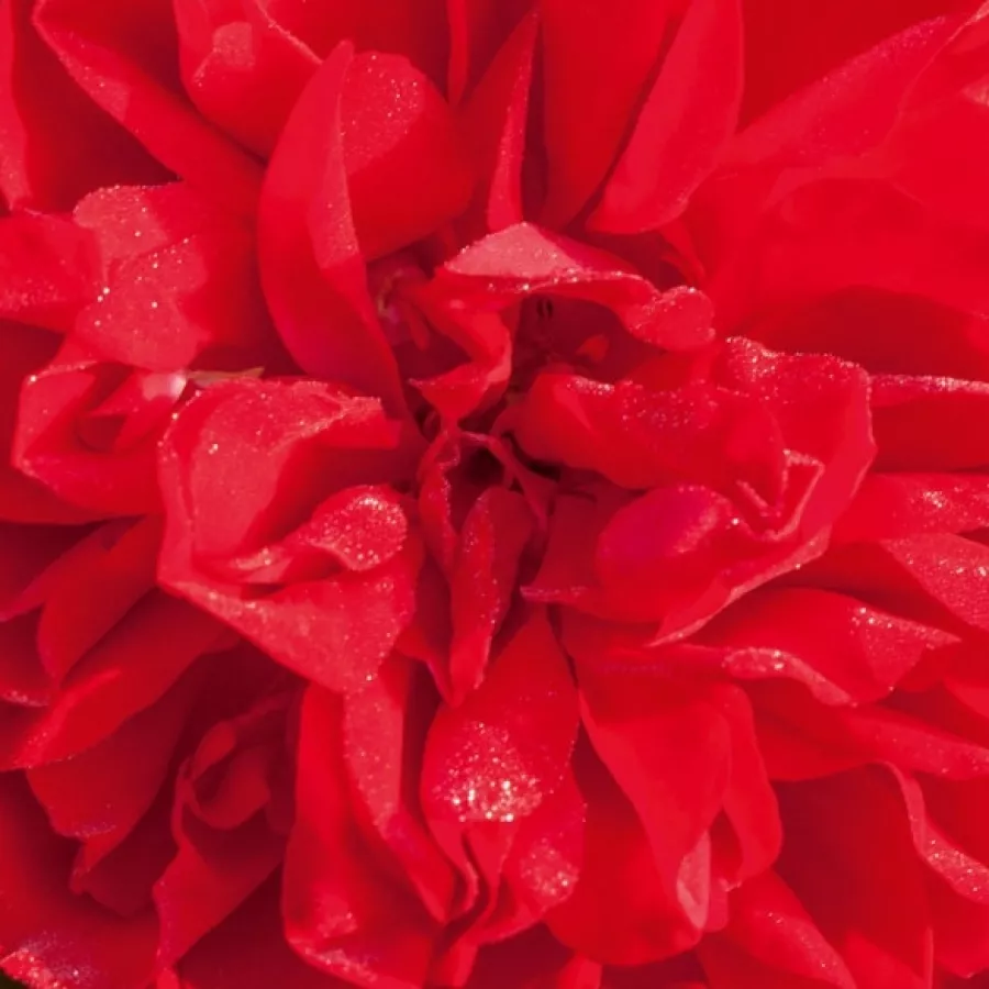 Meilland International - Roza - Meicoloss - vrtnice online