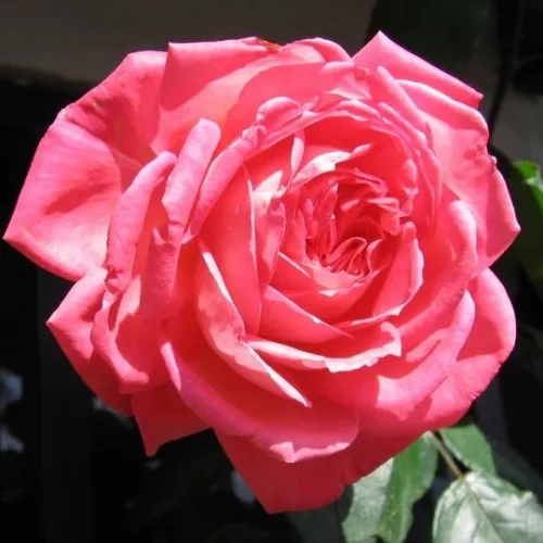 Comtesse de Provence