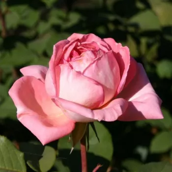 COMTESSE DE PROVENCE – rózsaszín teahibrid rózsa - Meilland