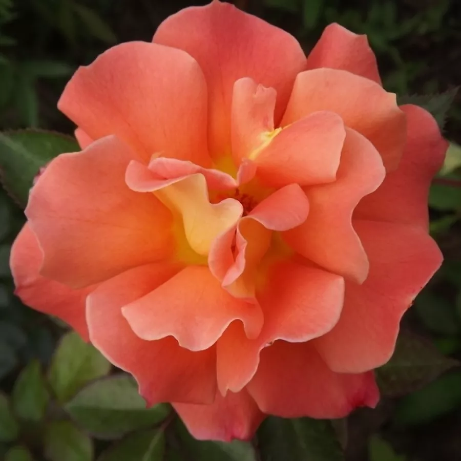 Orange - Rosen - Metanoïa - rosen online kaufen