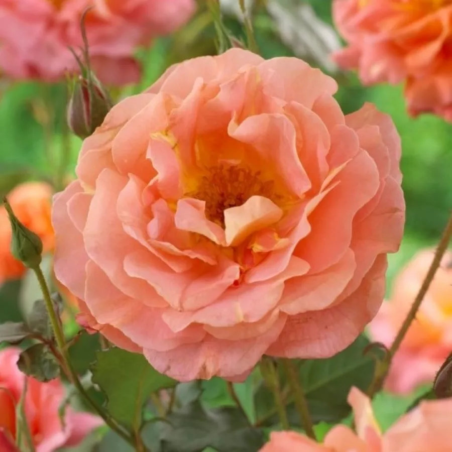 Climber, vrtnica vzpenjalka - Roza - Metanoïa - vrtnice - proizvodnja in spletna prodaja sadik